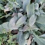 Stachys germanica पत्ता