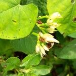 Ipomoea tiliacea Õis