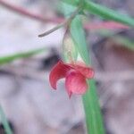 Lathyrus sphaericus 花