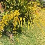 Oncidium sphacelatum Blatt