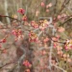 Vaccinium corymbosumFlower