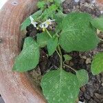 Solanum americanum Flower