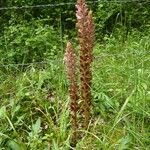 Orobanche rapum-genistaeHabitat