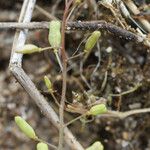 Hornungia procumbens Frucht