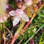 Sedum anglicum Çiçek