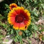 Gaillardia aristataFlower