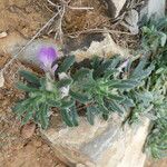 Ajuga iva Habitus