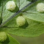 Arthropteris monocarpa Φύλλο