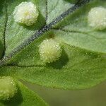 Arthropteris monocarpa Blad