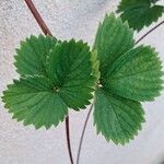 Fragaria × ananassa Feuille