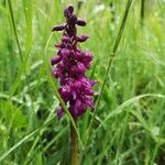 Orchis masculaBlomma