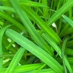 Carex digitata Листок