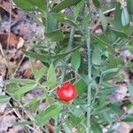 Ruscus aculeatus Gyümölcs