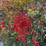 Nandina domesticaVili