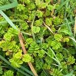 Acaena novae-zelandiae Blad