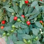 Solanum pseudocapsicum Blatt