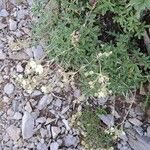 Potentilla alchimilloides Habit