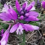 Polygala nicaeensis Цветок