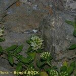 Campanula petraea 形態