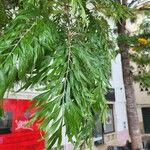 Grevillea robusta ഇല