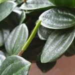 Peperomia quadrangularis Hoja