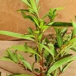 Ludwigia adscendens Листок