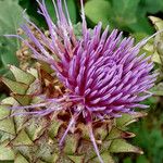 Cynara cardunculus ഫലം