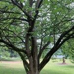 Acer × freemanii অভ্যাস