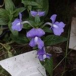 Otacanthus caeruleus Blomma
