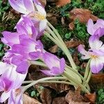 Colchicum speciosum 形态