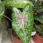 Caladium bicolorЛист