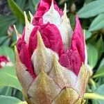 Rhododendron yakushimanum Λουλούδι