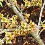 Viburnum buddleifolium ফুল