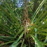 Bromelia pinguin Fruit