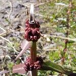 Ammannia latifolia