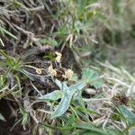 Plantago monosperma Bark