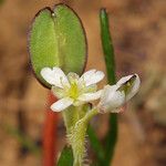 Lepidium nitidum Λουλούδι