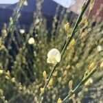 Cytisus multiflorus Flower