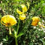 Lilium pyrenaicum Flor