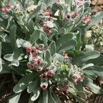 Pardoglossum cheirifolium Flower