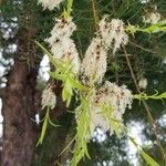 Melaleuca linariifolia