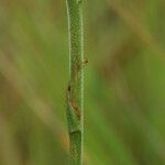 Spiranthes vernalis Habitus