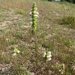 Bellardia trixagoFlower