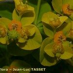 Euphorbia squamigera Flower