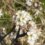 Prunus spinosa Blüte