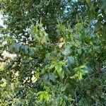 Prunus ilicifolia Kukka