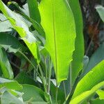 Heliconia latispatha Leaf