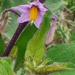 Solanum campylacanthum 花