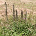 Pontechium maculatum Habit