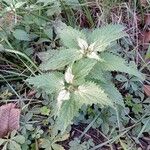 Urtica membranacea Levél